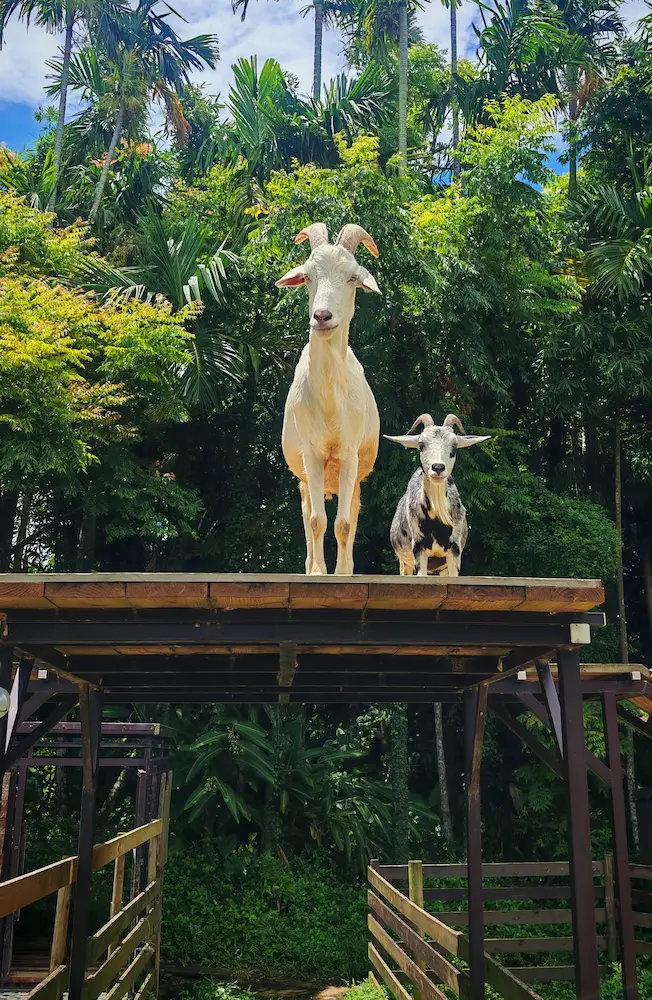 Goat island