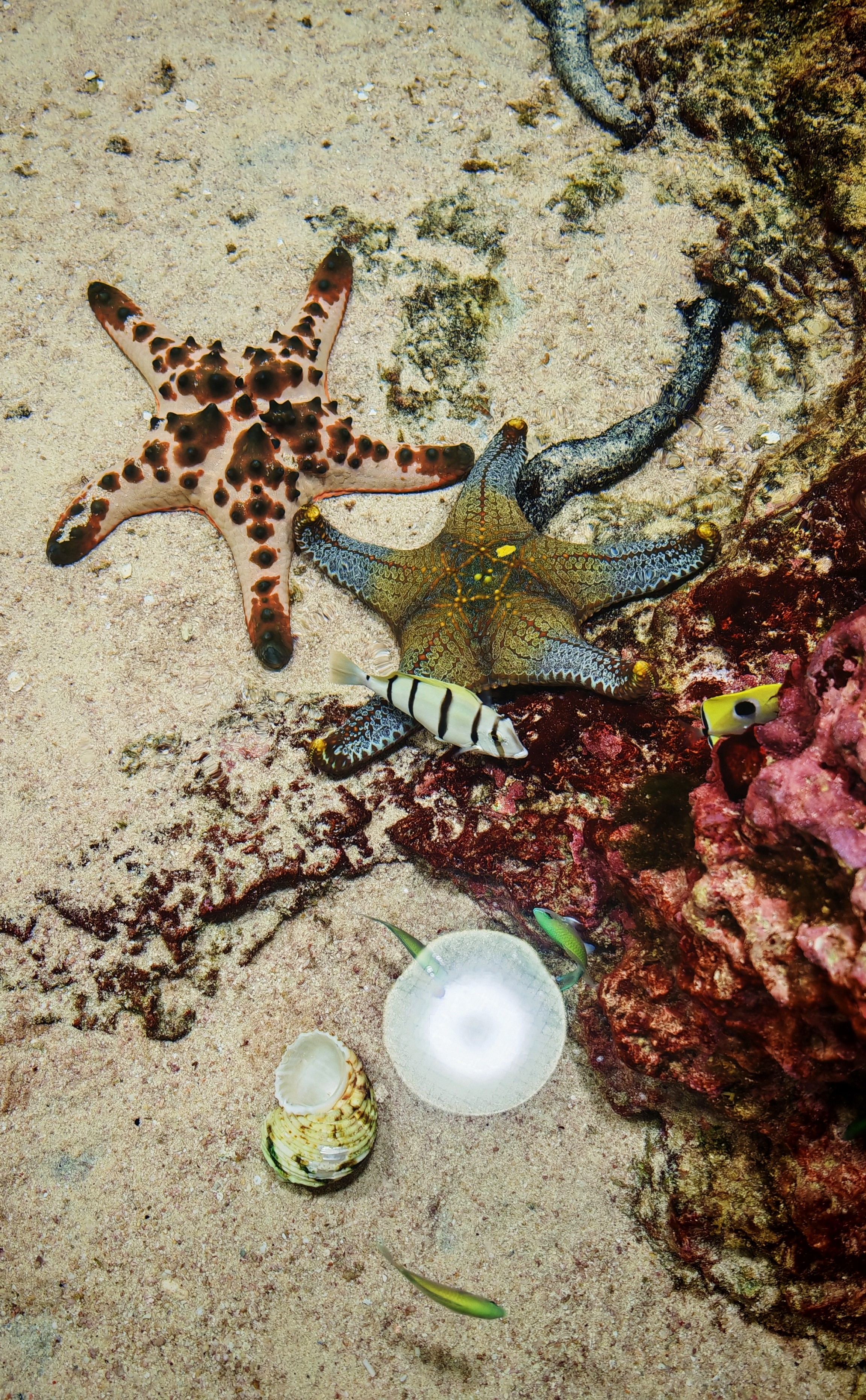 Sea stars