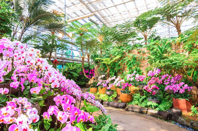 Сад Tropical Dream Center
